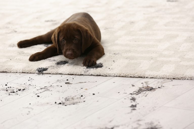 Cute Dog Leaving Muddy Paw Prints On Carpet in Chise Franchise News Article