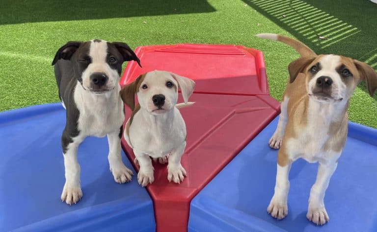 Image of three dogs on dog daycare play equipment on turf grass.