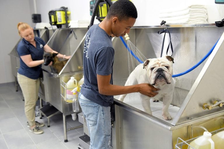 Image of Scenthound employees bathing two dogs during milestone month.