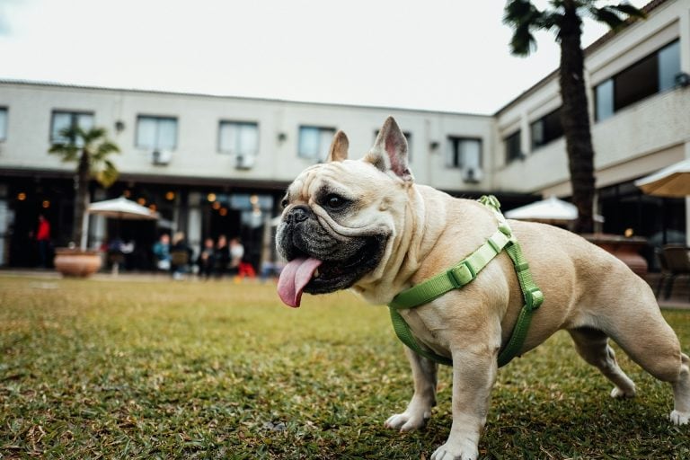 Image of dog at event for article on Pet Boarding and Daycare Expo Petcare Franchise Dog Franchises