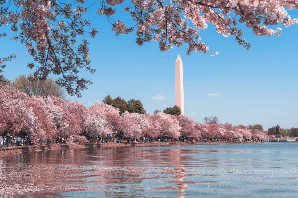 Washington DC with Pink Trees